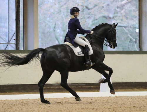 An In Depth Analysis of The Canter Transition: The Aid, Timing and Footfalls
