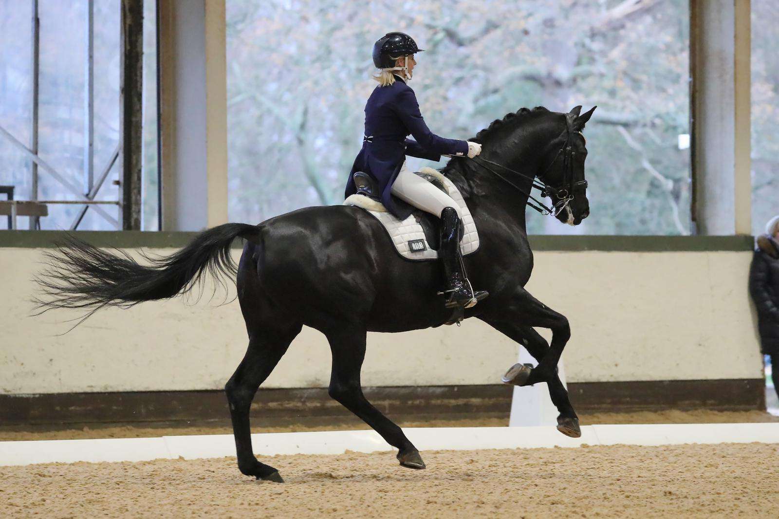 Dressage Institute - Video Review Recordings
