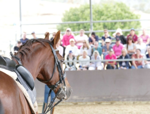 Understanding Where Your Horse Finds Balance