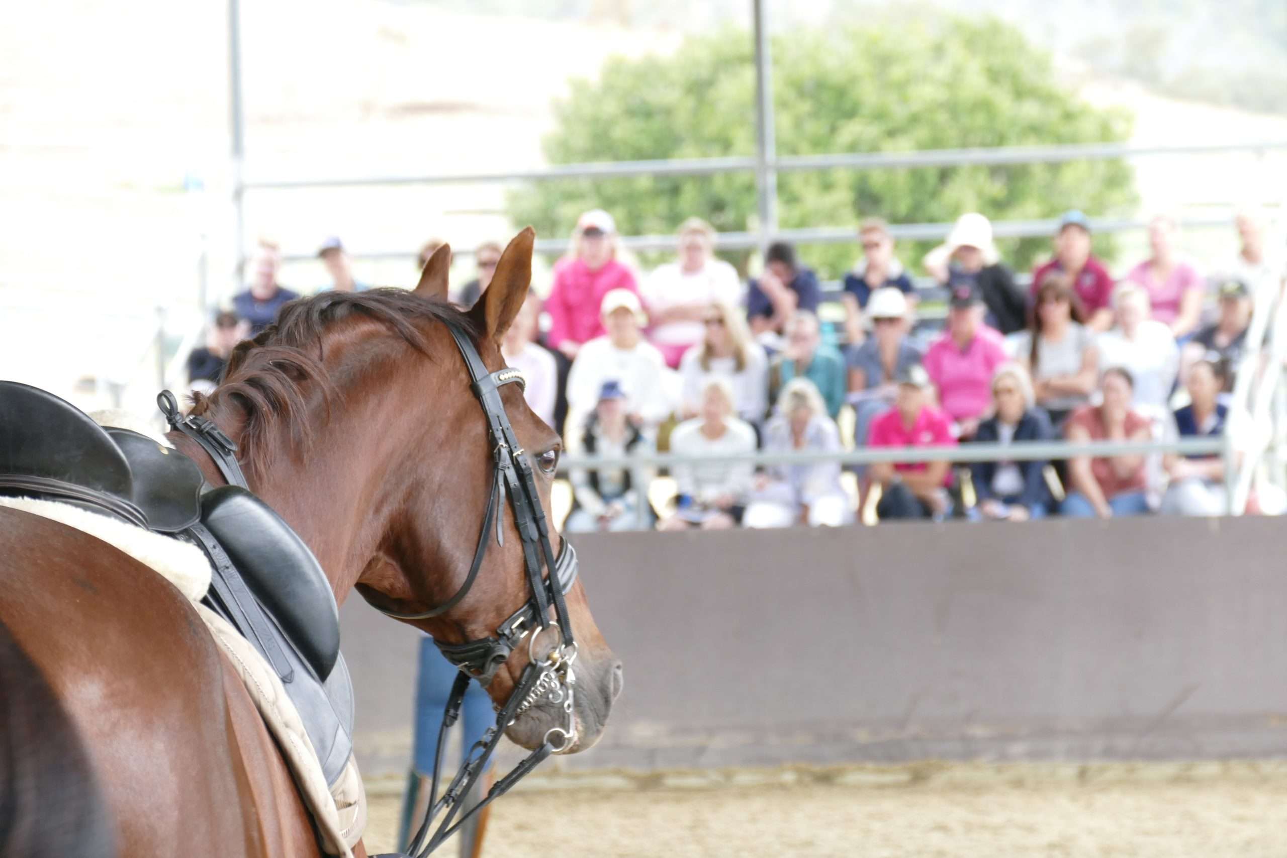 Gold Coast 2023 - Dressage Immersion