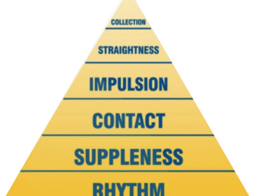 Rethinking The Way You View The Training Scale